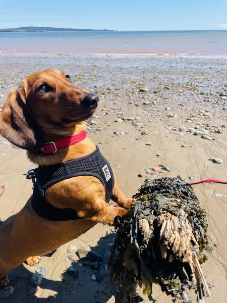 Entry image for Twizzy. Clicking this image will show a larger photo