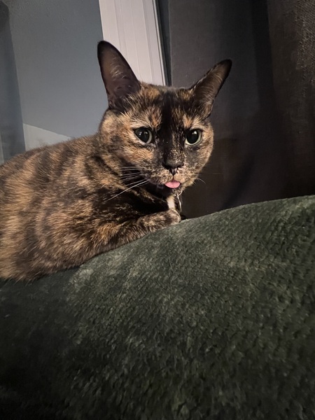 Entry image for Patches. Clicking this image will show a larger photo