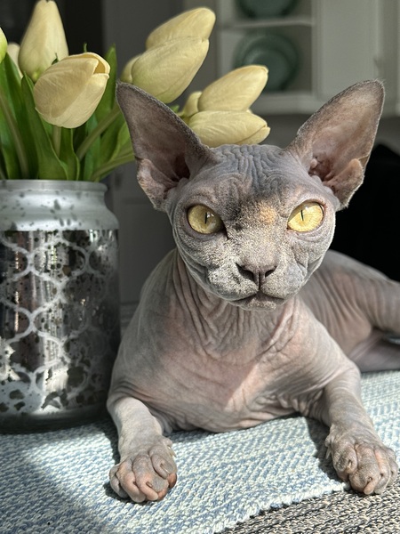 Entry image for Ginny. Clicking this image will show a larger photo