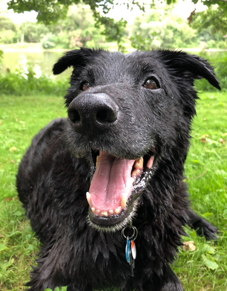 Entry image for Rio. Clicking this image will show a larger photo