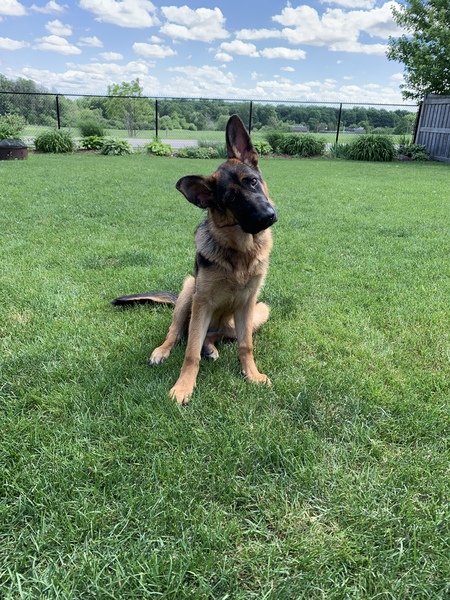 Entry image for Luna. Clicking this image will show a larger photo