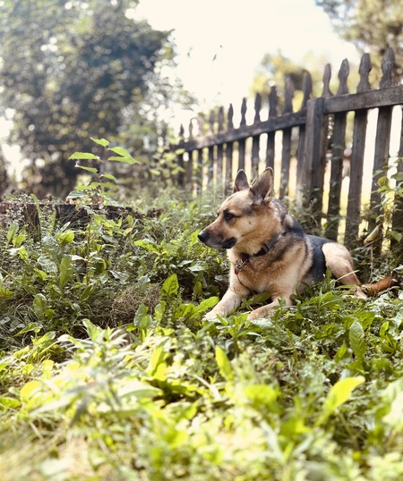 Entry image for Cooper. Clicking this image will show a larger photo