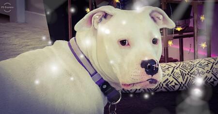 Entry image for Bella. Clicking this image will show a larger photo