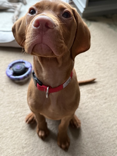 Entry image for Louie. Clicking this image will show a larger photo