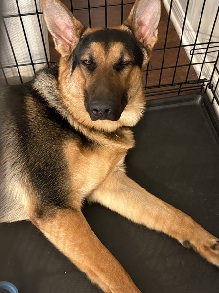 Entry image for Otto. Clicking this image will show a larger photo