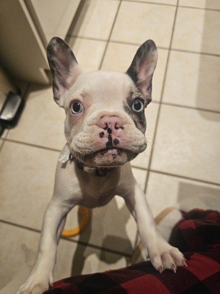 Entry image for SKYA. Clicking this image will show a larger photo