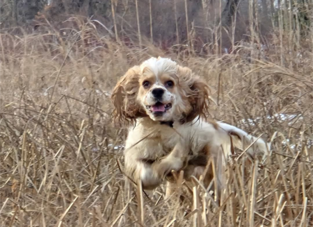 Entry image for Winston . Clicking this image will show a larger photo