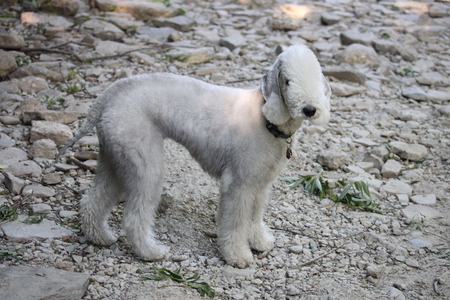 Entry image for Mia. Clicking this image will show a larger photo