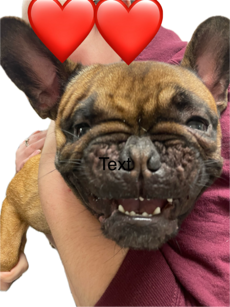 Entry image for Stuey. Clicking this image will show a larger photo