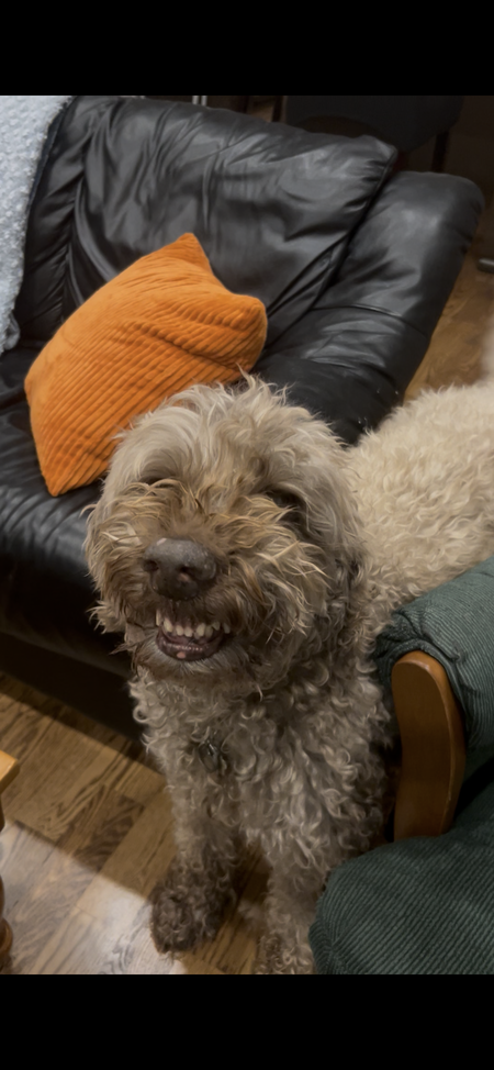 Entry image for Ivy. Clicking this image will show a larger photo