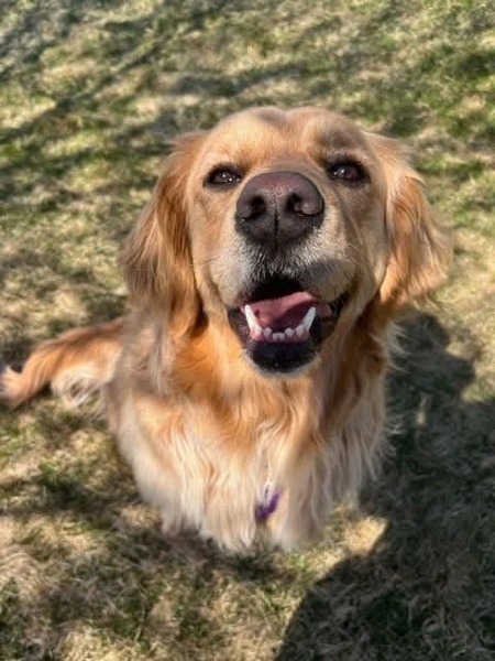 Entry image for Piper. Clicking this image will show a larger photo