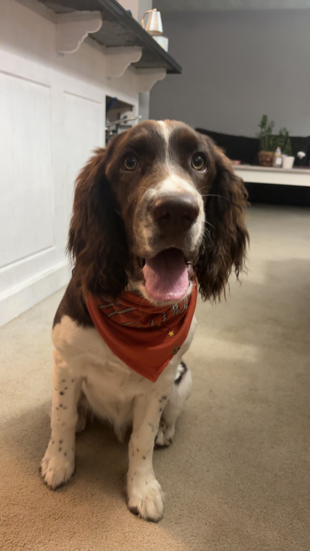 Entry image for Goose. Clicking this image will show a larger photo