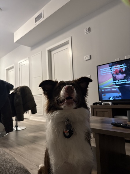 Entry image for Goose. Clicking this image will show a larger photo