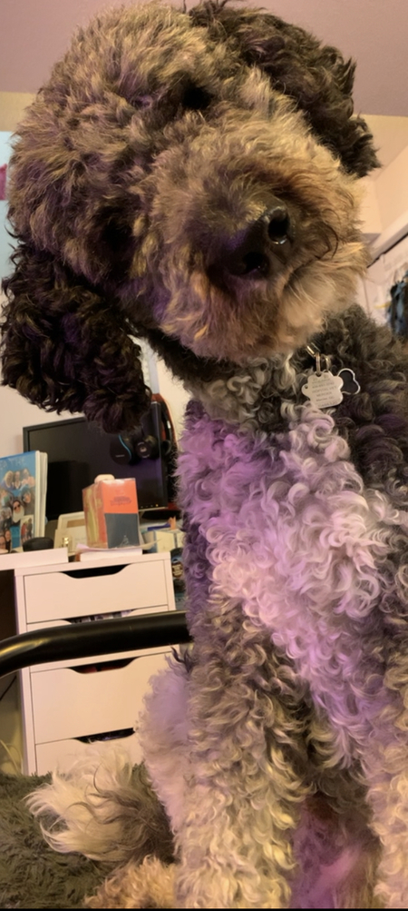 Entry image for Loki. Clicking this image will show a larger photo