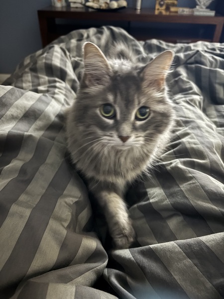 Entry image for Ash. Clicking this image will show a larger photo