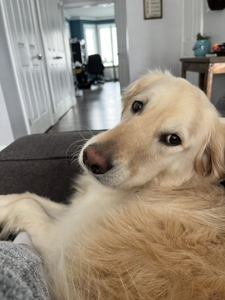 Entry image for Bear. Clicking this image will show a larger photo