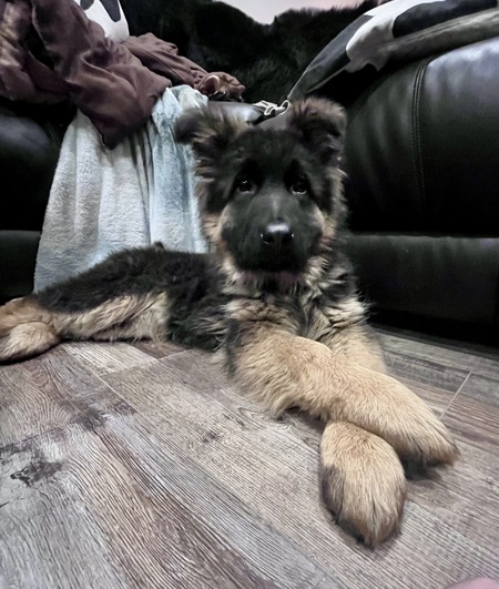 Entry image for Chewie. Clicking this image will show a larger photo