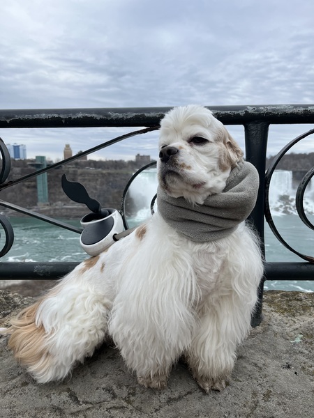 Entry image for Cody. Clicking this image will show a larger photo