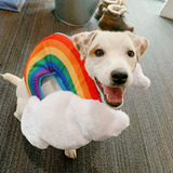 Entry image for Will Arnett