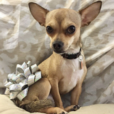 Entry image for Josie