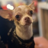 Entry image for Gizmo