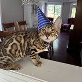 Entry image for Samosa