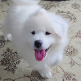 Entry image for Kodi