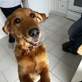 Entry image for Lainey 