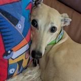 Entry image for Fiadh