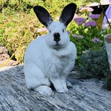 Entry image for Maggie