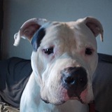 Entry image for Bronx