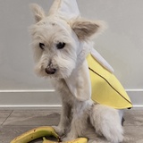 Entry image for Goat