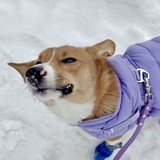 Entry image for Lucky-Lou