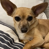 Entry image for Jules 