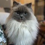 Entry image for Togo 