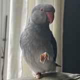 Entry image for Kiss