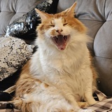 Entry image for Gizmo