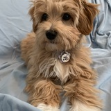 Entry image for Banjo