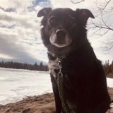 Entry image for Marley