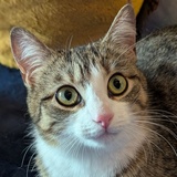 Entry image for Sue Ellen