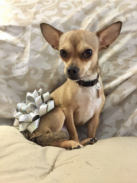 Entry image for Josie. Clicking this image will show a larger photo