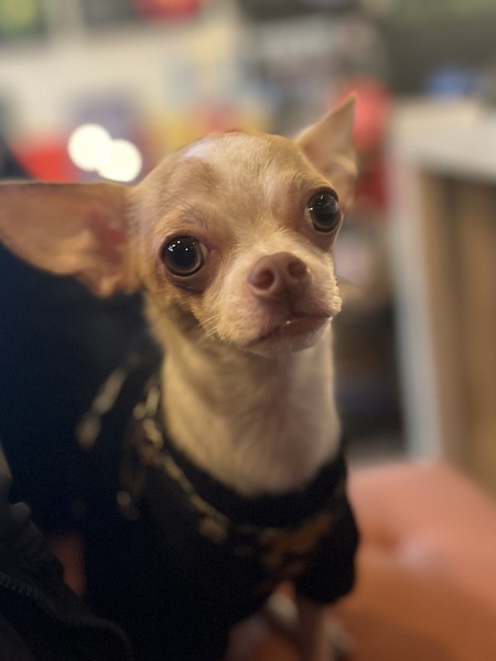 Entry image for Gizmo. Clicking this image will show a larger photo