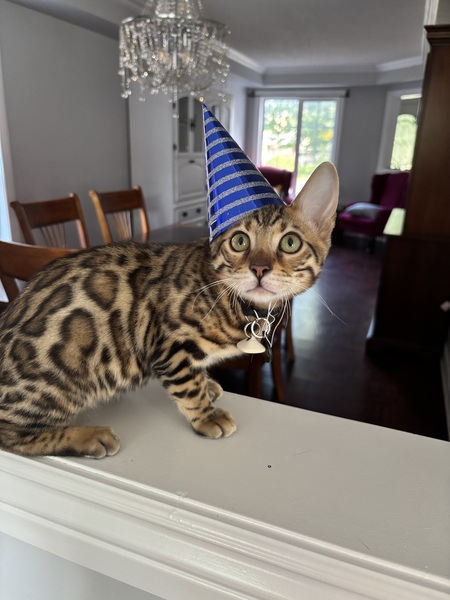 Entry image for Samosa. Clicking this image will show a larger photo