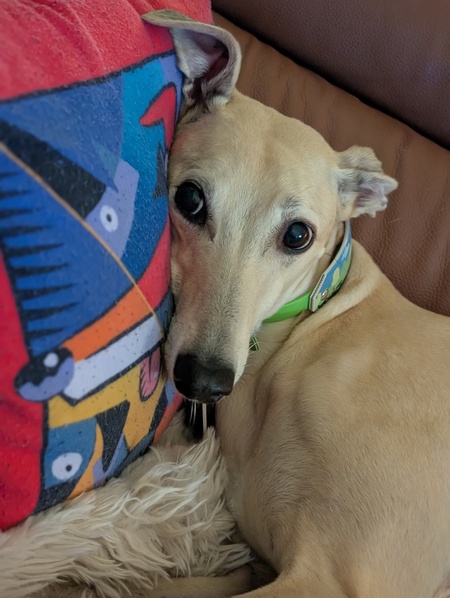 Entry image for Fiadh. Clicking this image will show a larger photo