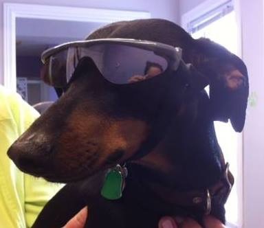 Entry image for Pretzel. Clicking this image will show a larger photo