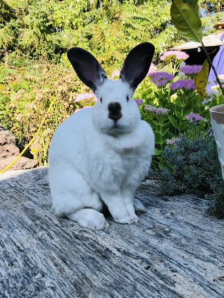 Entry image for Maggie. Clicking this image will show a larger photo