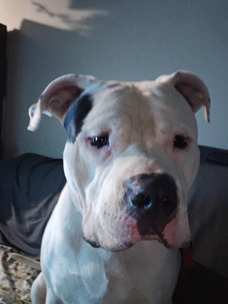 Entry image for Bronx. Clicking this image will show a larger photo