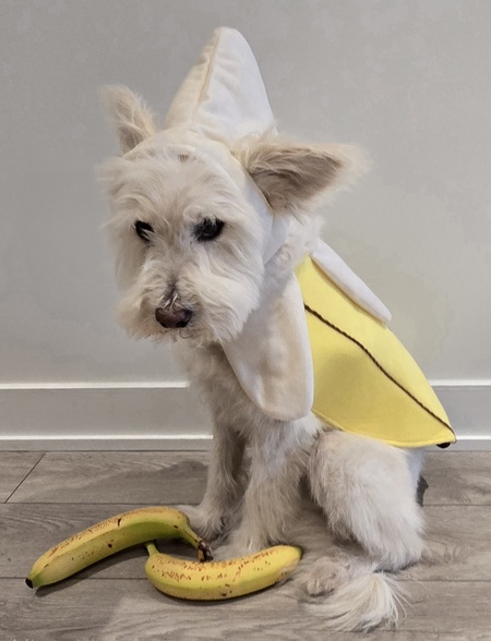 Entry image for Goat. Clicking this image will show a larger photo