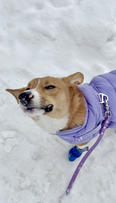 Entry image for Lucky-Lou. Clicking this image will show a larger photo