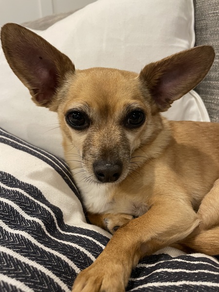 Entry image for Jules . Clicking this image will show a larger photo